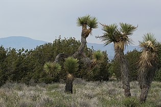 Yucca brevifolia