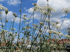 20170703Daucus carota1.jpg