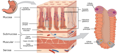 2415 Histology of StomachN esp.png