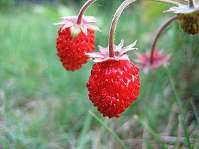 Woodland strawberries