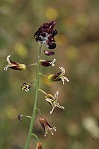 Caulanthus coulteri