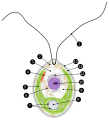 cell of Chlamydomonas