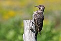 24 Colaptes auratus deformed beak CT uploaded by Cephas, nominated by Cephas