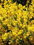 Cytisus oromediterraneus. Piornu moriscu (flores).jpg