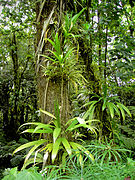 Epiphytes