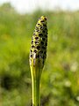 Equisetum palustre