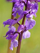 Orchis mascula