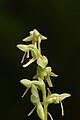 Platanthera stricta