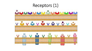 Receptors I -- Smart-Servier.jpg