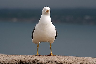 Armenian Gull standing near Sevanavank