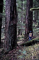 Mature forest; Mount Hood National Forest