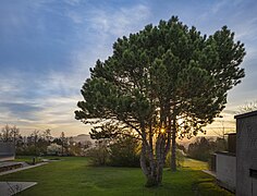 Heilbronn - Böckingen - Kreuzgrund - mehrstämmige Kiefer im Morgenlicht (3.1).jpg