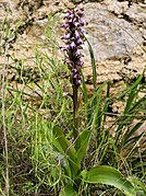 Himantoglossum robertianum