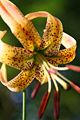 Flower Lilium pyrophilum