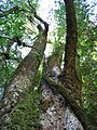 Tree; Chile