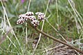 Lomatium canbyi