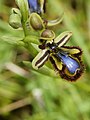 Ophrys speculum Spain - Mallorca Santuari de Sant Salvador