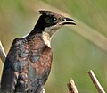 in Kolleru Lake, Andhra Pradesh, India.