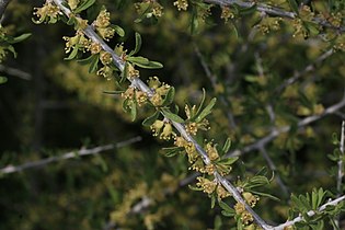 Prunus fasciculata