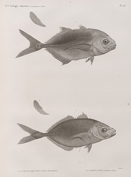 Pl.23 - 1.2. Caranx sauteur (Caranx petaurista) 3.4. Caranx lune (Caranx luna)