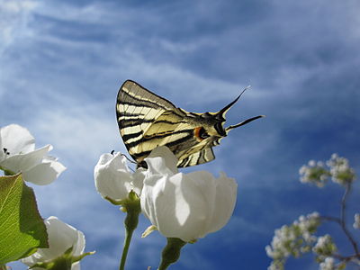 Butterfly on blossom pear in the village Mazhuchishte, Prilep. Author: Tashkoskim — Martin Tashkoski