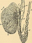 A system of genito-urinary diseases, syphilology and dermatology (1893) (14784000323).jpg