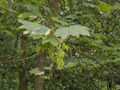 flowering twig