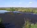 Bog by Bad Sülze, Germany