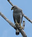 Buteo nitidus (cat.)