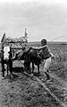 At the Mento Tulakan company in Solo, the harvested leaves of the Agave cantala are transported by cart to Java