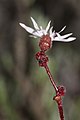 Lithophragma parviflorum