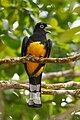 Black-headed trogon (Trogon melanocephalus), Cockscomb Basin Wildlife Sanctuary