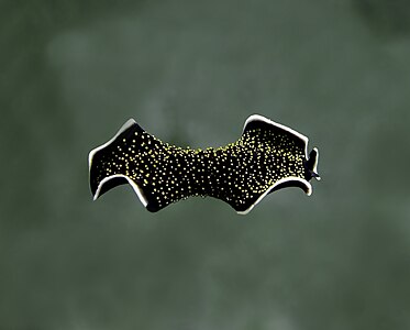 Thysanozoon nigropapillosum (Gold-speckled Flatworm)