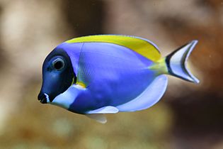 Acanthurus leucosternon