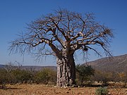 Adansonia digitata