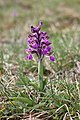 Anacamptis morio