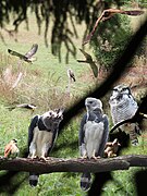 Greifvogel-Treffen Harpyie, Turmfalke, Bussard, Sperbereule