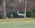 Hirschgruppe auf der Großen Wiese