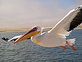 in Walvis Bay, Namibia.