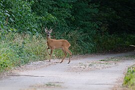 Reh, Naturpark Kühkopf-Knoblochsaue.jpg