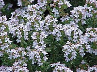 Thymus vulgaris  Typusart