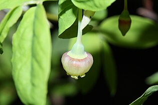 Vaccinium alaskaense