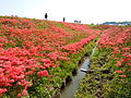 Yakachi River / 矢勝川