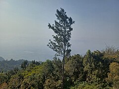 Yercaud Hills at Salem in Tamilnadu.jpg