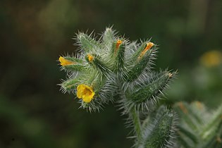 Amsinckia tessellata