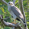 Buteo plagiatus (cat.)