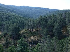 Bosque de pinos en la Garganta de la Yedra, El Tiemblo, Ávila.jpg