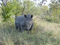 Ceratotherium simum