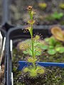 Drosera platypoda habit