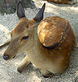 Deer roam freely around the precincts of the shrine